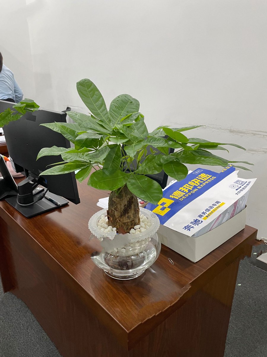 EvanBashoroe9's tweet photo. Spent 10 mins arguing with my office plant about taking a Friday off. Guess who just let me steal one of its leaves as a "substitute worker" https://t.co/2Fhbnvl2ws