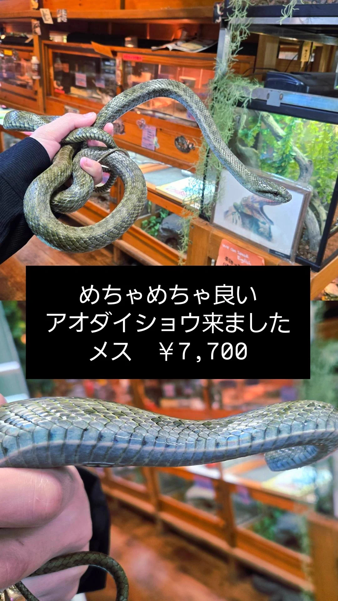 Replies by 爬虫類専門店【𝙳𝙸𝚉𝚉𝚈 𝙿𝙾𝙸𝙽𝚃】東京第002225