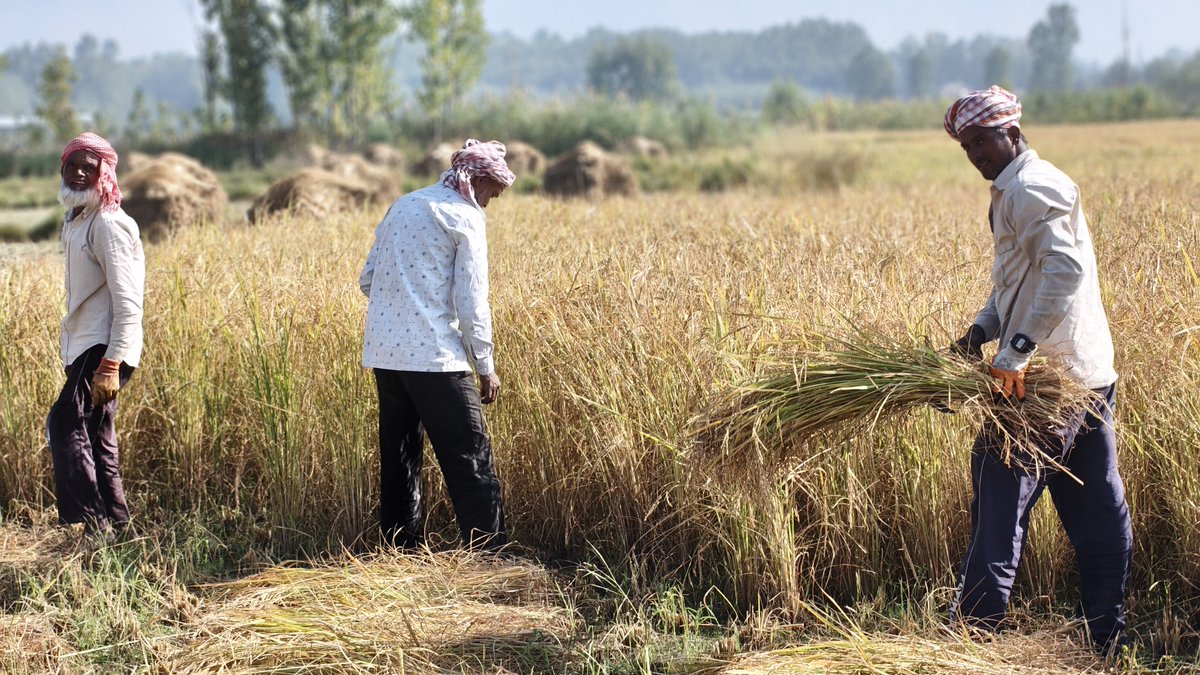 thenewsworld7's tweet photo. Bihar’s migrant workers join Kashmir’s paddy harvest, earning through seasonal farm work as the Valley continues to face employment challenges.
#Kashmir #PaddyHarvest #BiharWorkers #Agriculture #Employment https://t.co/1ARiehniHx