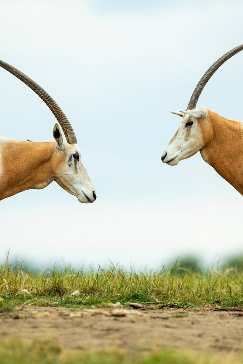 AMAZlNGNATURE's tweet photo. Scimitar-horned oryx makes remarkable comeback after being declared extinct in the wild

The species disappeared from the wild before being reintroduced to Chad in 2016. Ten years later, more than 600 are now living freely again, marking a major conservation success https://t.co/MJT4fPXF8w