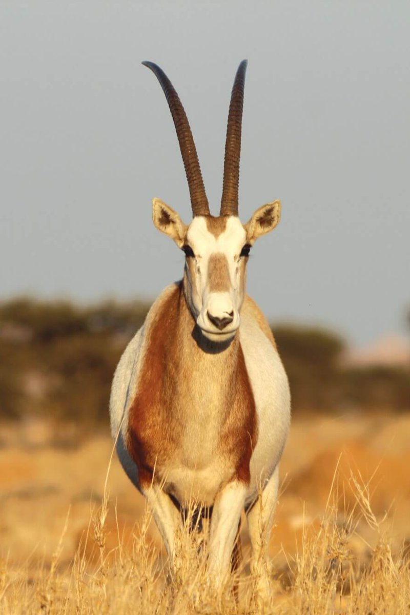 AMAZlNGNATURE's tweet photo. Scimitar-horned oryx makes remarkable comeback after being declared extinct in the wild

The species disappeared from the wild before being reintroduced to Chad in 2016. Ten years later, more than 600 are now living freely again, marking a major conservation success https://t.co/MJT4fPXF8w