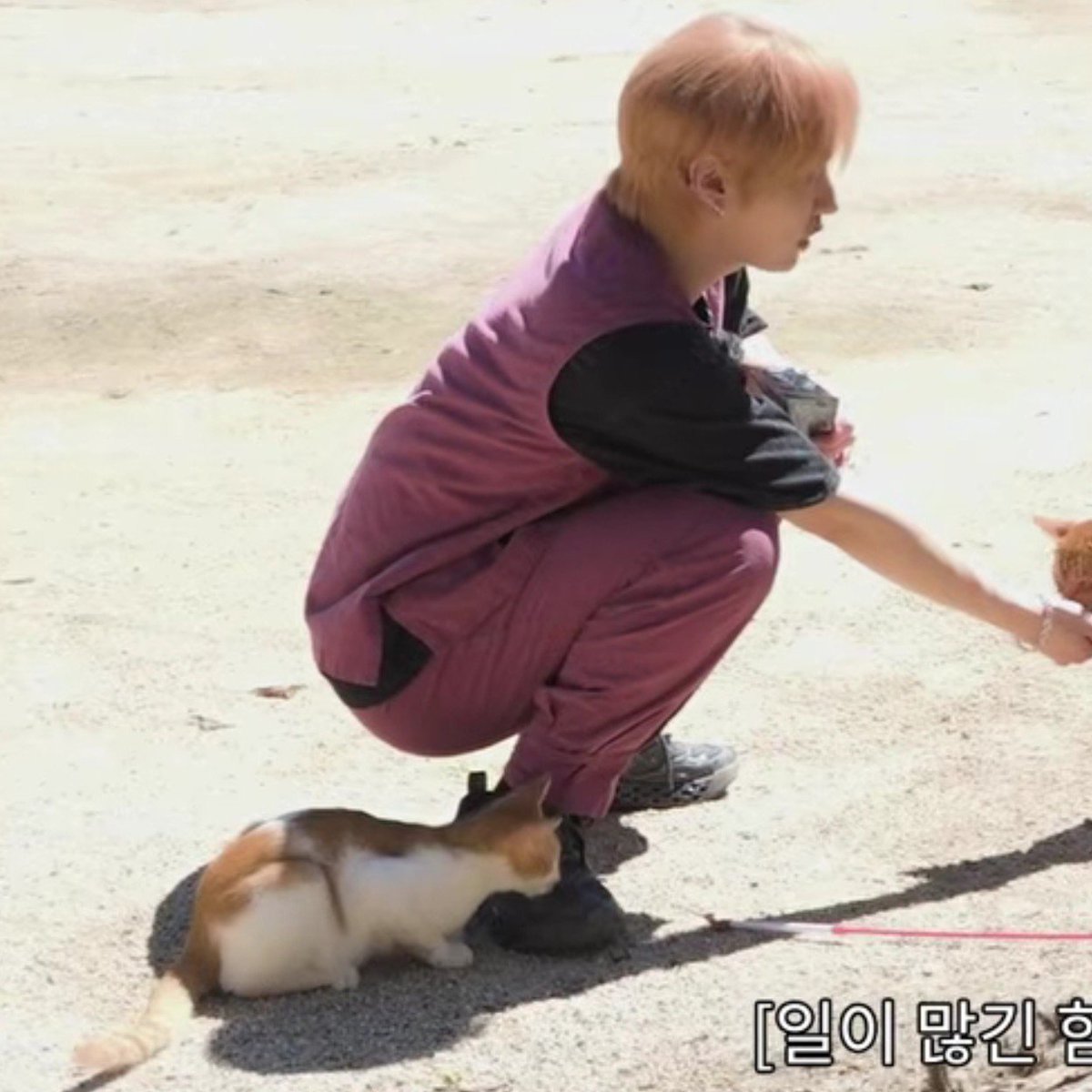 kkeutty's tweet photo. the fact that they are both orange and the smaller cat is using mimo, the big cat, as a shield from the sun. i think the smaller cat mistook mimo for his momma:((( https://t.co/PdVHSrBdwF