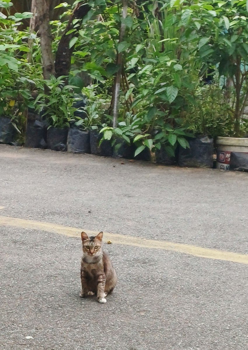 wholesaem's tweet photo. si krucil ini udah 5 thn suka nyantuy depan rumah tiap pagi, stiap harii https://t.co/5jvoDhiRdg
