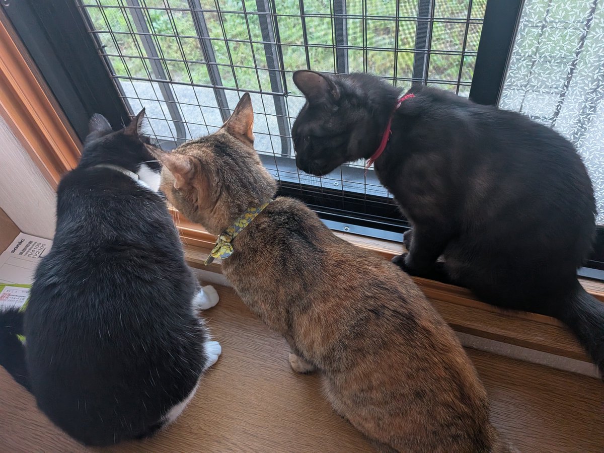 kitamaemio's tweet photo. 「私たちがいつも使ってる猫砂、来週から25%も値上がりするんだって」
「なんだって？！ひどい」
「お兄ちゃんが食べる量を控えてみたらどうかな？」 https://t.co/LTCIOjXXFp