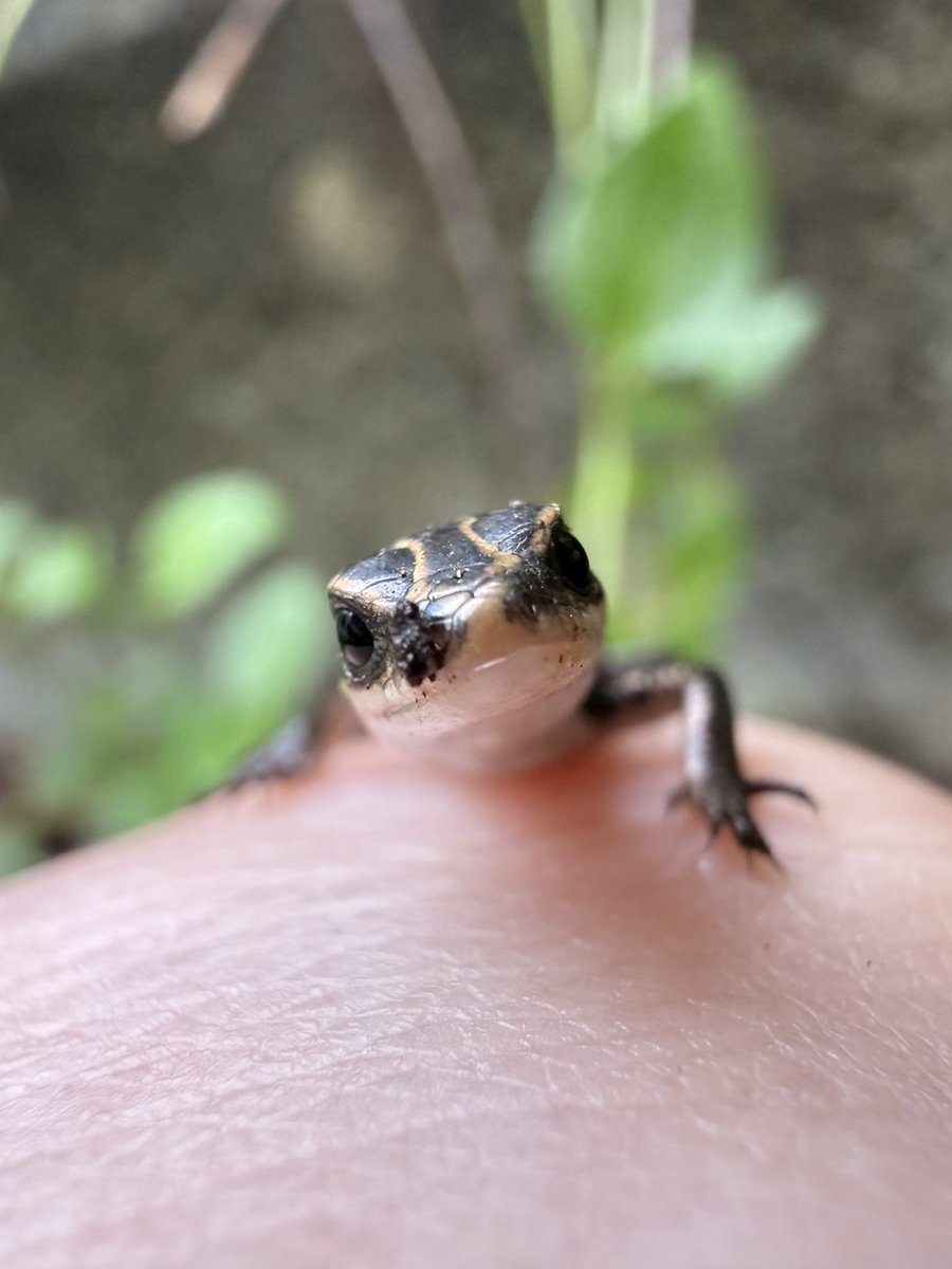 gerira65's tweet photo. 公園で大量のダンゴムシ摘み取ってるやばい人だったけどベビンクいたのとホシホウジャク手にとまったからいいや。 https://t.co/ZnSVdsdbDY