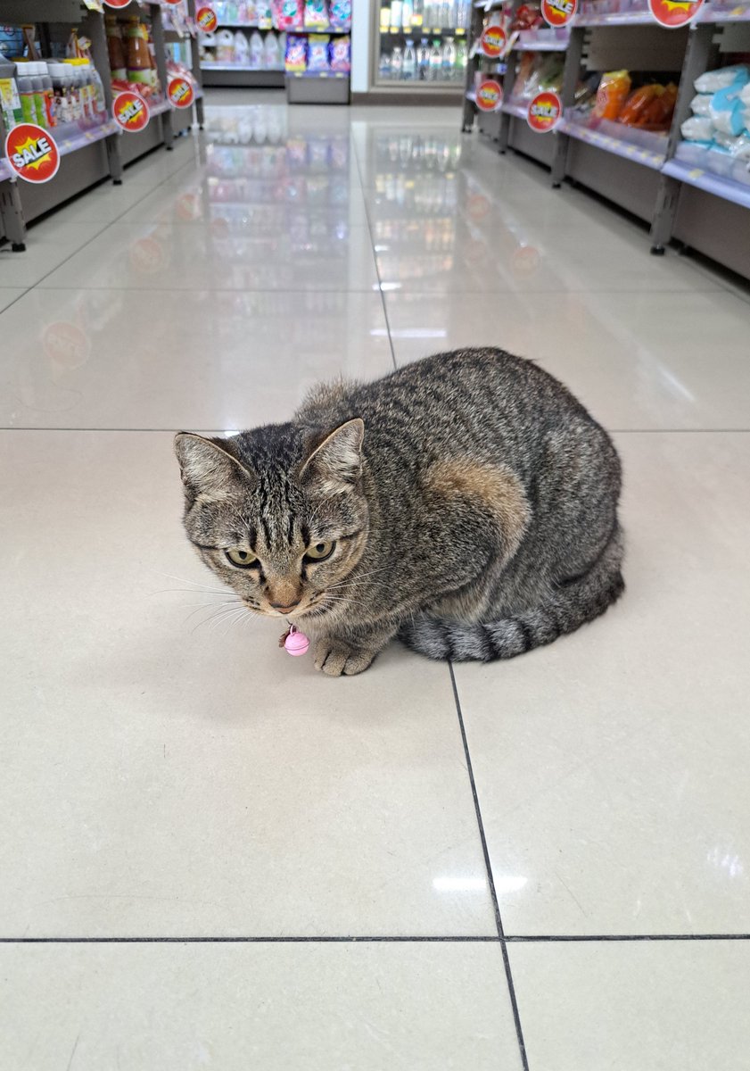 giftswift's tweet photo. กลั้นใจลุยน้ำออกไปซื้อของแล้วเจอแมวเจ้าประจำ https://t.co/uUjCVRXwiY
