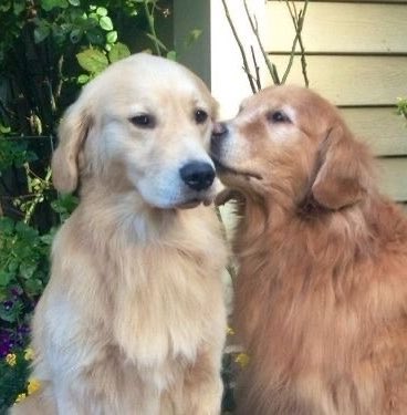 chansbobaeyes's tweet photo. puppies in love https://t.co/FZa2S04QN3
