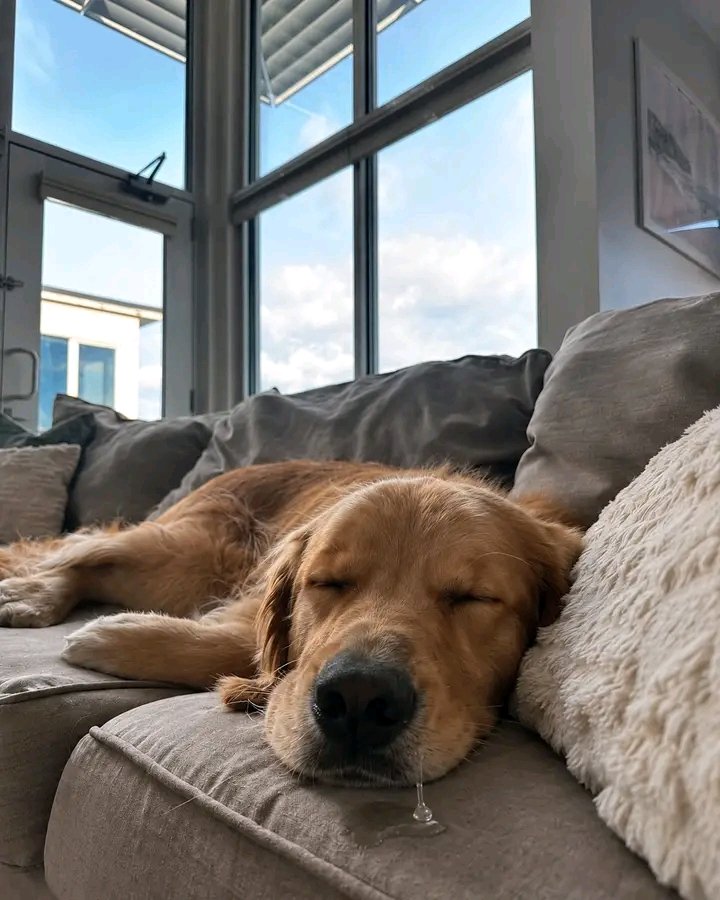 PawShield_'s tweet photo. My baby passed away this morning. Only a heartless person wouldn't say "Rest in peace". 😭😭 https://t.co/w4fwoSDl03