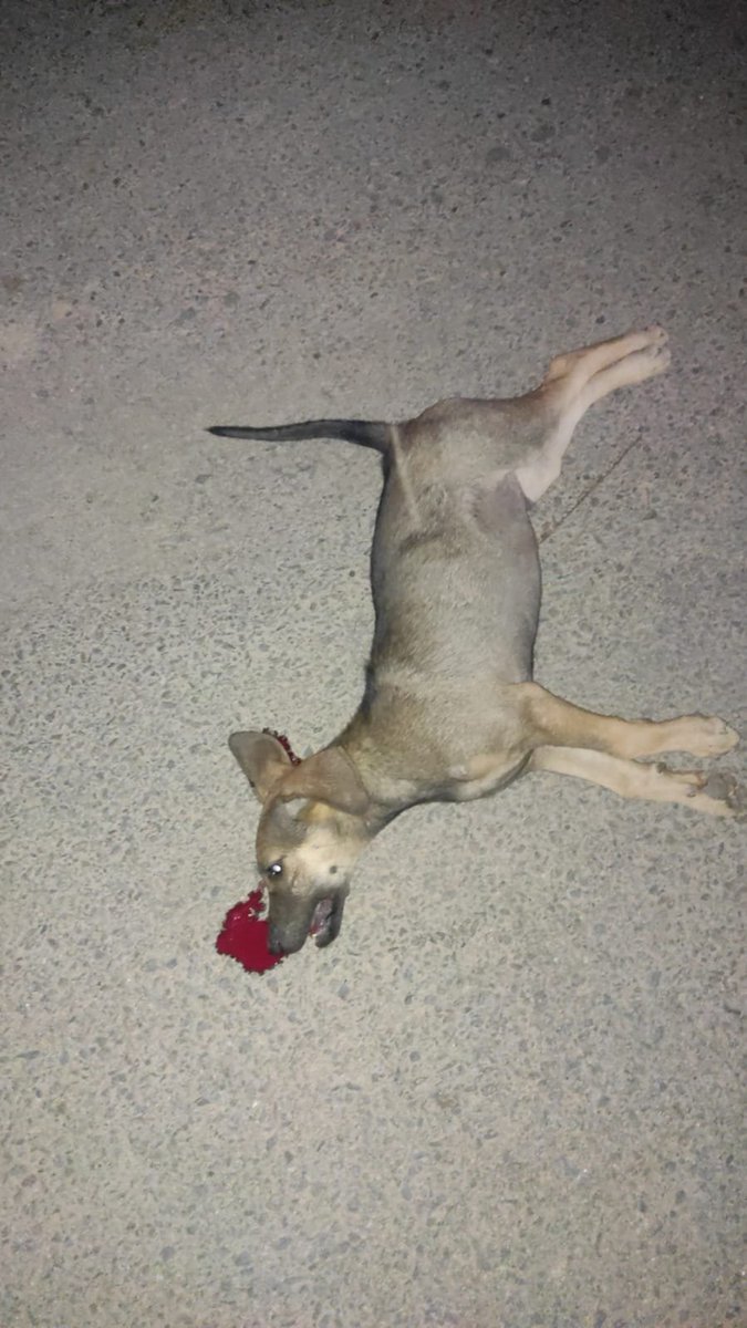 jeevansharya's tweet photo. ๐จ๐ HORRIFIC ANIMAL CRUELTY - JUSTICE FOR THIS INNOCENT PUP! ๐๐ญ
๐ Location: Gurugram, Haryana, India ๐ฎ๐ณ
A helpless stray puppy was hit by a speeding motorcycle bearing registration HR 26 G D2675 and dragged until he died. The heartbreaking photographs show the puppy lying lifeless on the road with blood around his mouth.
When confronted by onlookers, the rider reportedly showed zero remorse or accountability for the death of this innocent animal.
@GurgaonPolice @DC_Gurugram @HaryanaPolice @PetaIndia @AwbiBallabhgarh @CMOHaryana @PMOIndia
โ๏ธ WE DEMAND IMMEDIATE LEGAL ACTION:
โ
Preserve and secure any available CCTV footage
โ
Identify, locate and question the rider
โ
Seize/inspect the motorcycle and preserve relevant evidence
โ
Record statements of eyewitnesses and onlookers
โ
Arrange veterinary examination/post-mortem, the cause of death
โ
Investigate PCA Act, 1960 Sections 3 & 11(1)(a), 11(1)(l)
โ
Examine BNS Section 325 for culling/maiming an animal
โ
Examine applicable Motor Vehicles Act provisions, including Sections 184, 134 & 187
โ
Examine all other applicable criminal/traffic provisions
โ
Register an FIR under appropriate provisions
โ
Take strict legal action against the responsible rider
๐จ @GurgaonPolice @DC_Gurugram Please investigate urgently and ensure that this innocent puppy's death does not go without accountability.
๐พ๐ A voiceless animal was killed on the road. His life mattered.
PRESERVE THE EVIDENCE โข INVESTIGATE โข REGISTER FIR โข HOLD ACCOUNTABLE
@GurgaonPolice @police_haryana @TrafficGGM @OfficialGMDA @DC_Gurugram @diprogurugram1 @DiprHaryana @AwbiBallabhgarh @PetaIndia @cmohry @PMOIndia @narendramodi @Tweet @indSupremeCourt @Dept_of_AHD @moefcc @Manekagandhibjp @SwatiJaiHind @RenukaBJP @priyankac19
#JusticeForPuppy #StopAnimalCruelty #AmendPCA #Gurugram #Haryana #RoadSafety #JusticeForAnimals