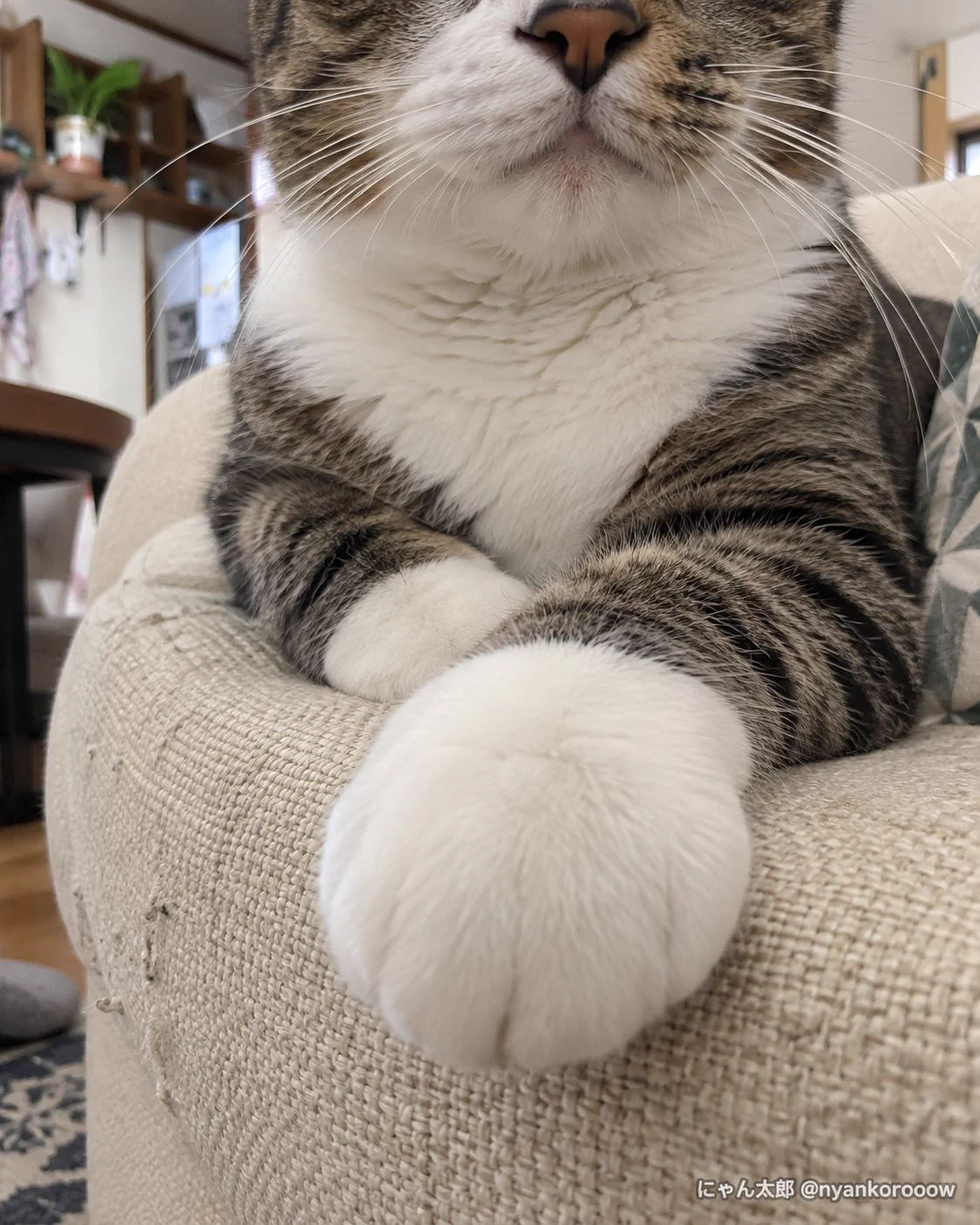 にゃん太郎｜猫画像｜Funny Cats على X: 