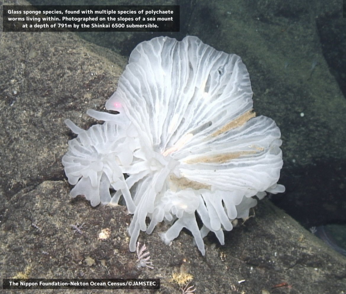 JapanGov's tweet photo. One glass sponge. Two new worm species. 🏰🌊
Found during a JAMSTEC–Ocean Census expedition, the worms aren’t close relatives, yet share the same sponge. Their symbiotic lifestyles may have evolved independently—offering new clues to how symbiosis evolves in the deep sea. 🔬 https://t.co/k9AWv6lVVA