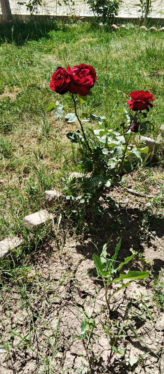 avasinbasya__'s tweet photo. Rojbaş https://t.co/5jRhzYVaAU