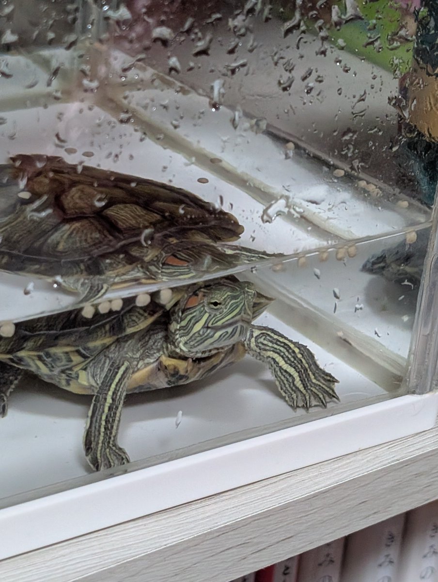 ao_ao007's tweet photo. 亀太郎、水槽洗いました🐢 https://t.co/5VDSFsKDSR