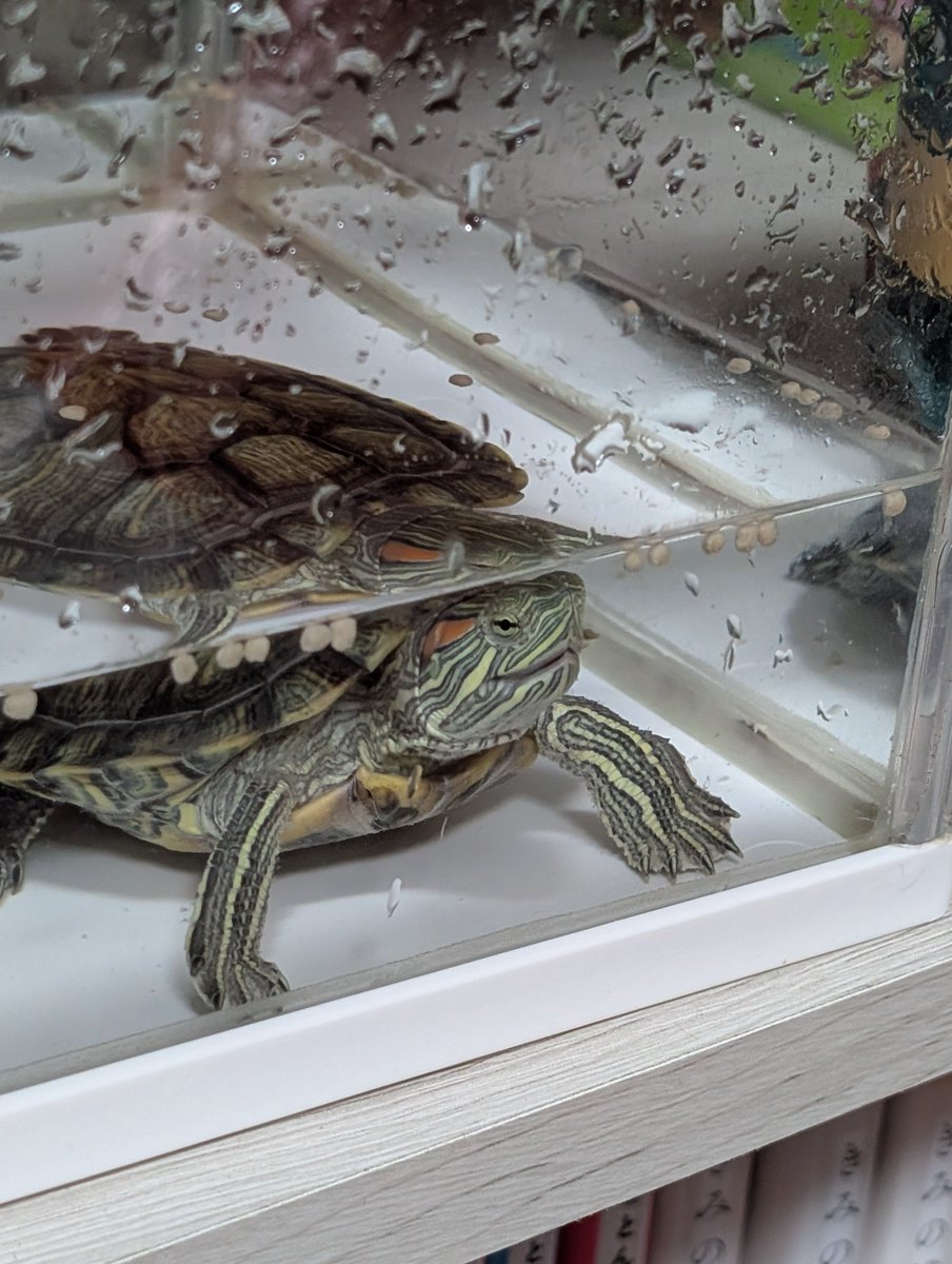 ao_ao007's tweet photo. 亀太郎、水槽洗いました🐢 https://t.co/5VDSFsKDSR
