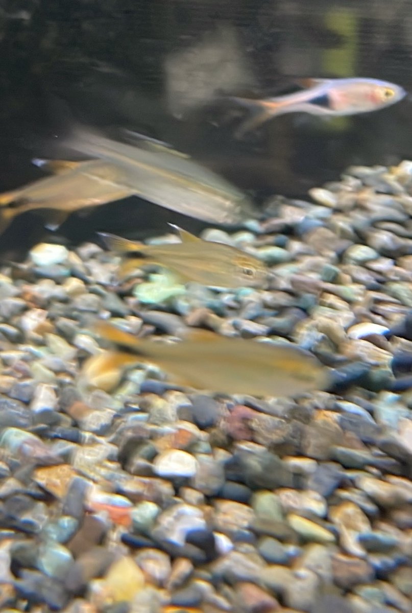 sakananooasis23's tweet photo. 9/26新入荷①
熱帯魚
・カージナルテトラ
・シルバーチップテトラ
・プリステラ
・イエローファントム
・グリーンファイヤーテトラ
・コンゴテトラ
・ゴールデンデルモゲニー
#さかなのオアシス
#植物
#アクアリウム
#熱帯魚
#大阪市港区 https://t.co/0OmD5nqeZy