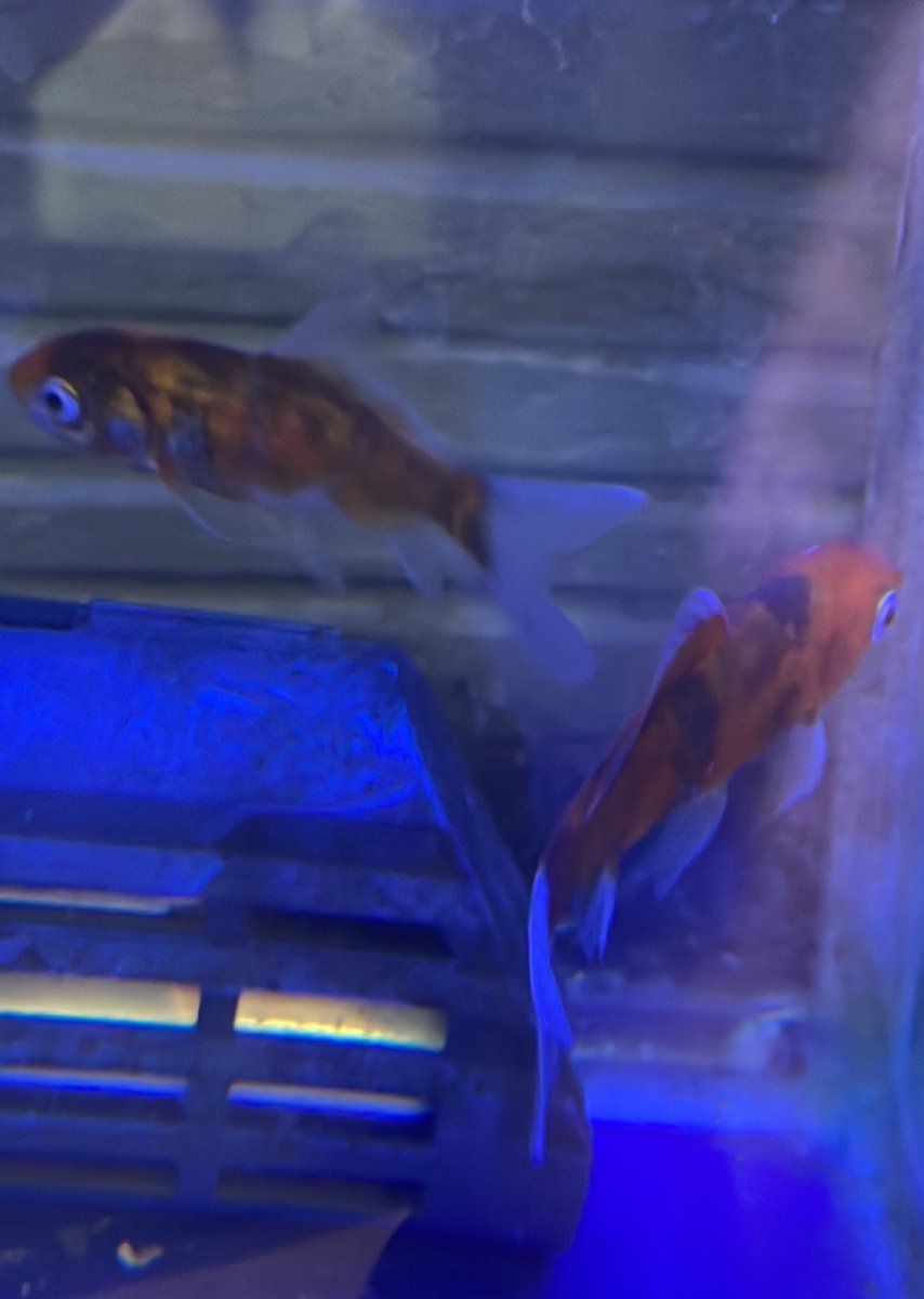 sakananooasis23's tweet photo. 9/26新入荷②
熱帯魚
・ブラキダニオ　エスメラルダ
・ラスボラ　ヘテロモルファ
・ゴールデンアカヒレ
・アルジーイーター
・パキスタンローチ
金魚
・キャリコ
・コメット
・国産オランダ　色ミックス
・国産朱文金
#さかなのオアシス
#アクアリウム
#熱帯魚
#大阪市港区 https://t.co/GenKmDaS5o