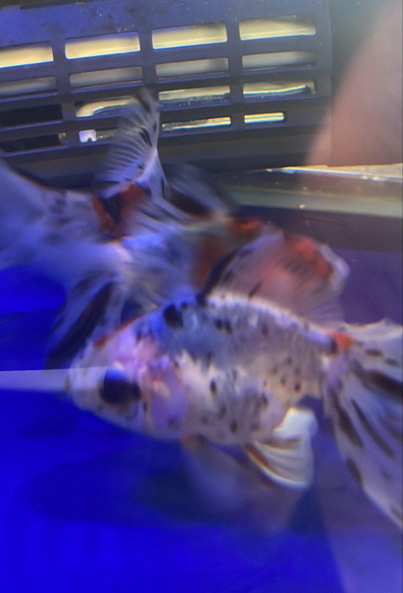 sakananooasis23's tweet photo. 9/26新入荷②
熱帯魚
・ブラキダニオ　エスメラルダ
・ラスボラ　ヘテロモルファ
・ゴールデンアカヒレ
・アルジーイーター
・パキスタンローチ
金魚
・キャリコ
・コメット
・国産オランダ　色ミックス
・国産朱文金
#さかなのオアシス
#アクアリウム
#熱帯魚
#大阪市港区 https://t.co/GenKmDaS5o