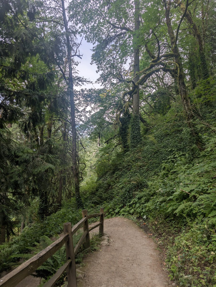 lunaaquakitty's tweet photo. ~Portland, Oregon full post is on my other socials. The link is in my bio. 🌲🌳🏙️~
#portlandoregon #oregon #travel #nature #portland https://t.co/tota1GRpJr
