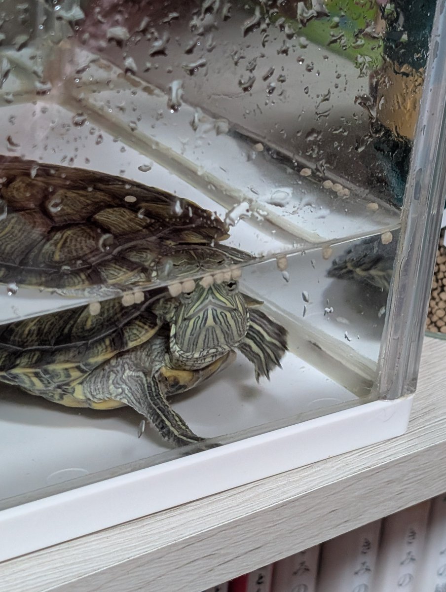 ao_ao007's tweet photo. 亀太郎、水槽洗いました🐢 https://t.co/5VDSFsKDSR