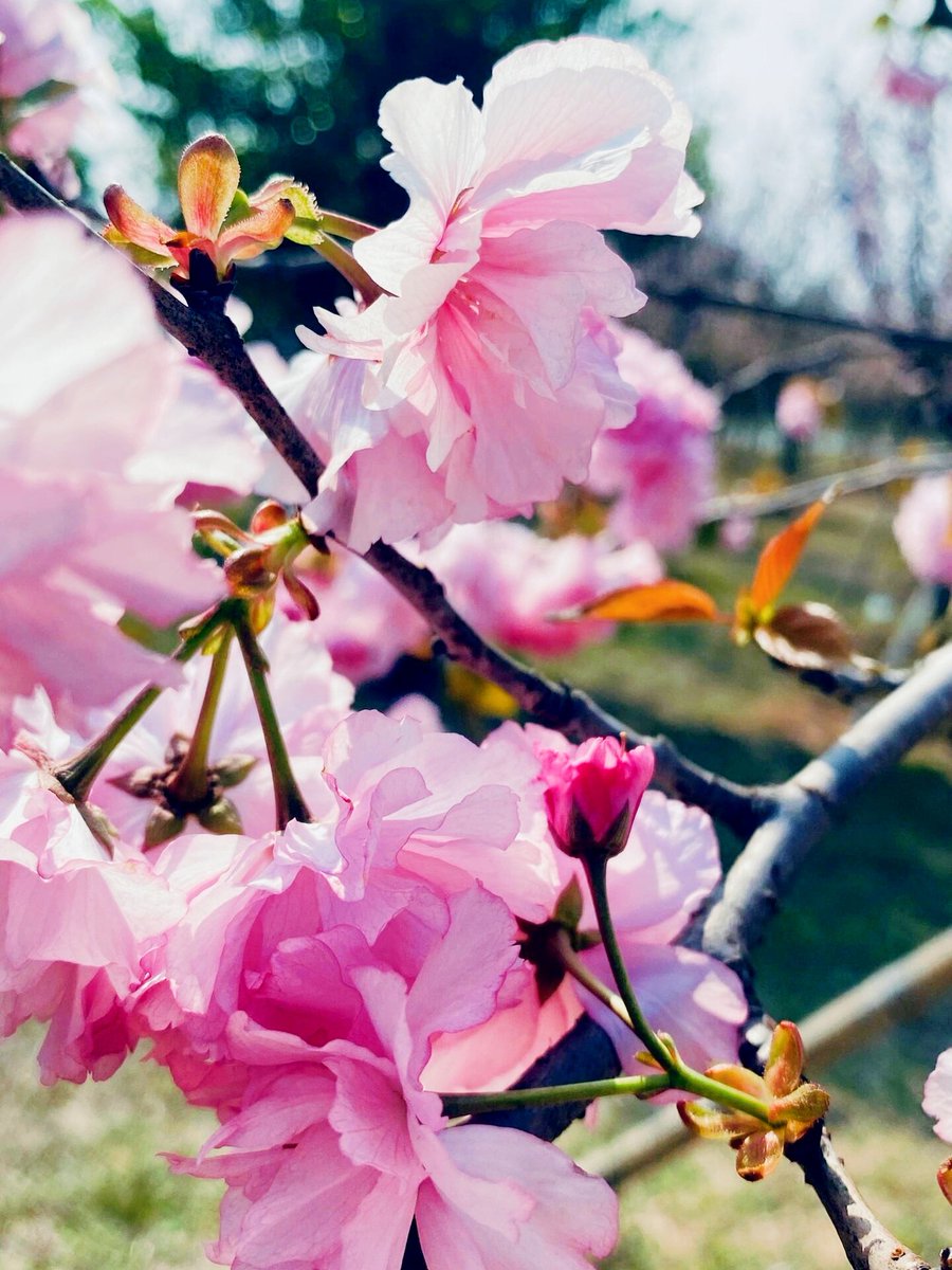 HyonTosigg's tweet photo. Sunny spring afternoon vibes—coffee in hand, blossoms falling around the park bench. Perfect little break from the busy week. https://t.co/aWWmvjno5J