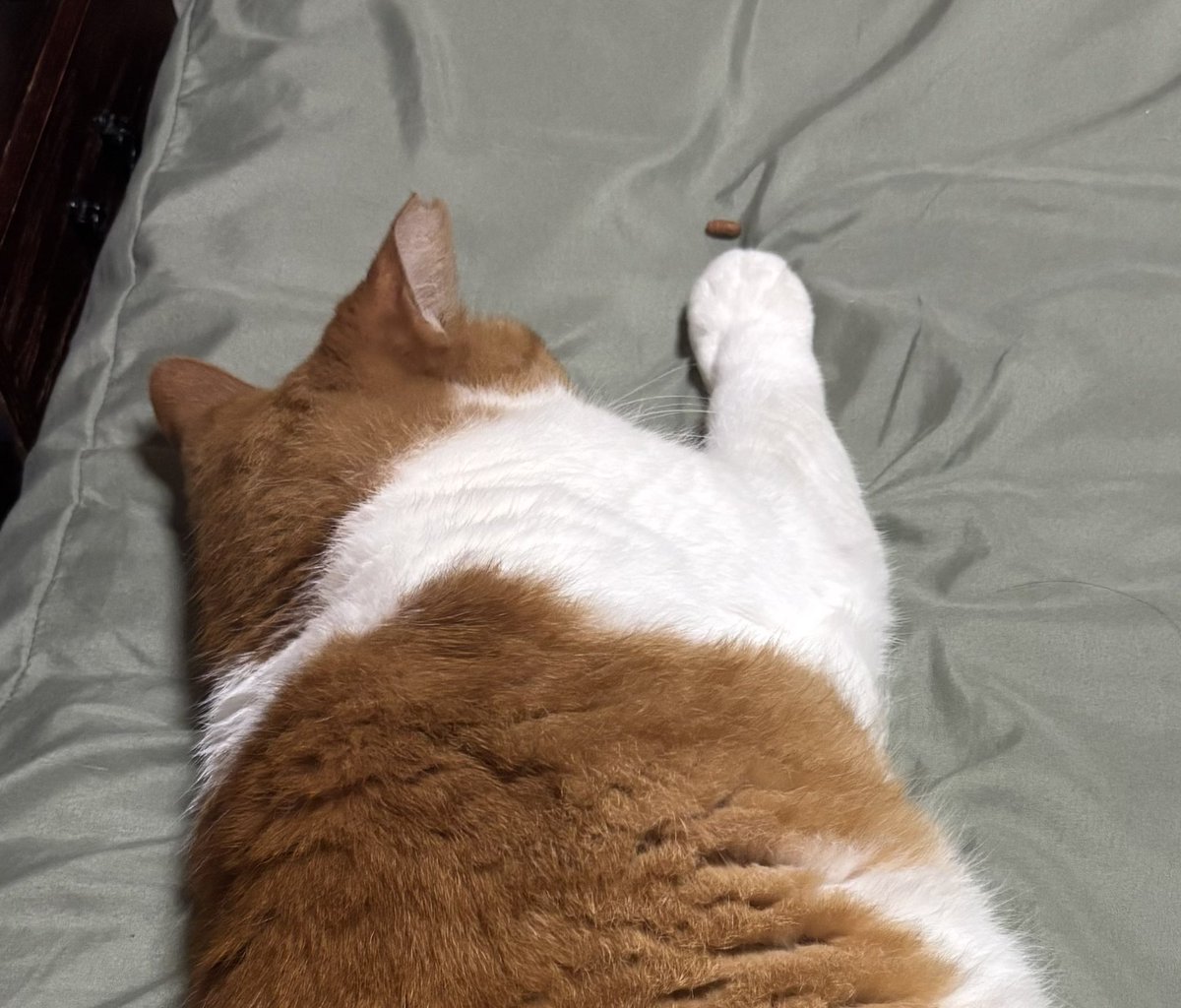 yalalalalalala's tweet photo. あと少し手を伸ばせばカリカリに届くけど、猫は決して頑張りたくない。

猫、ムリしないしない。 https://t.co/ZOVL3rxTz3