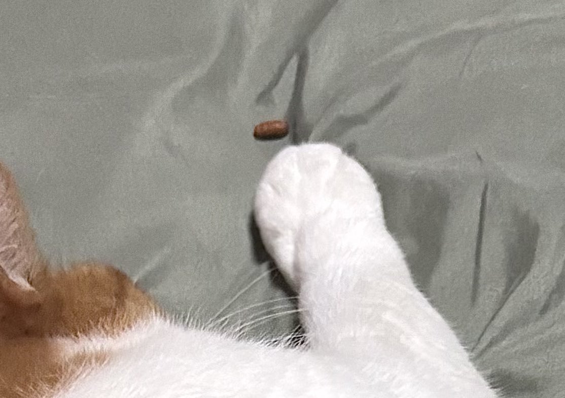 yalalalalalala's tweet photo. あと少し手を伸ばせばカリカリに届くけど、猫は決して頑張りたくない。

猫、ムリしないしない。 https://t.co/ZOVL3rxTz3