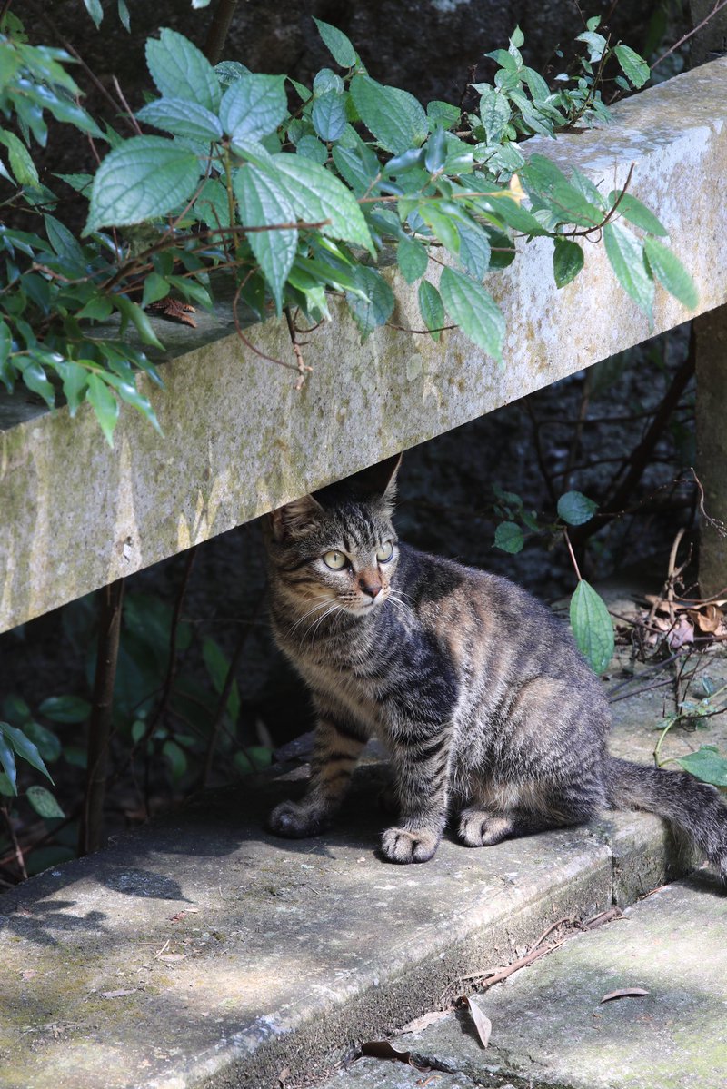 autumncyl's tweet photo. I went hiking today. Let me show oomfs the scenery and the kitten I photographed. (I’m a total cat lover🥺)
🫳🏻🫳🏻🫳🏻
🐈🐈 https://t.co/Huf24thbs5