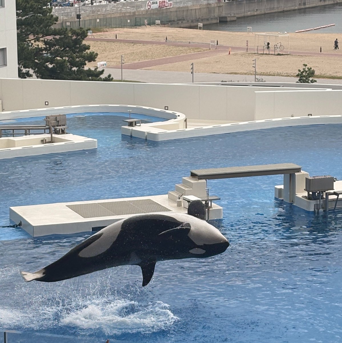 _S2leepy's tweet photo. 空飛びたいペンギン🐧 https://t.co/U96IwGuIiD