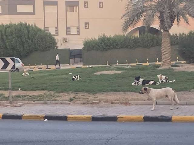 WatanNews's tweet photo. #الداخلية: الحذر من الكلاب الضالة والتبليغ عن أماكن تجمعها

https://t.co/Jf8XtzXxP5 https://t.co/kSGYlznK9D