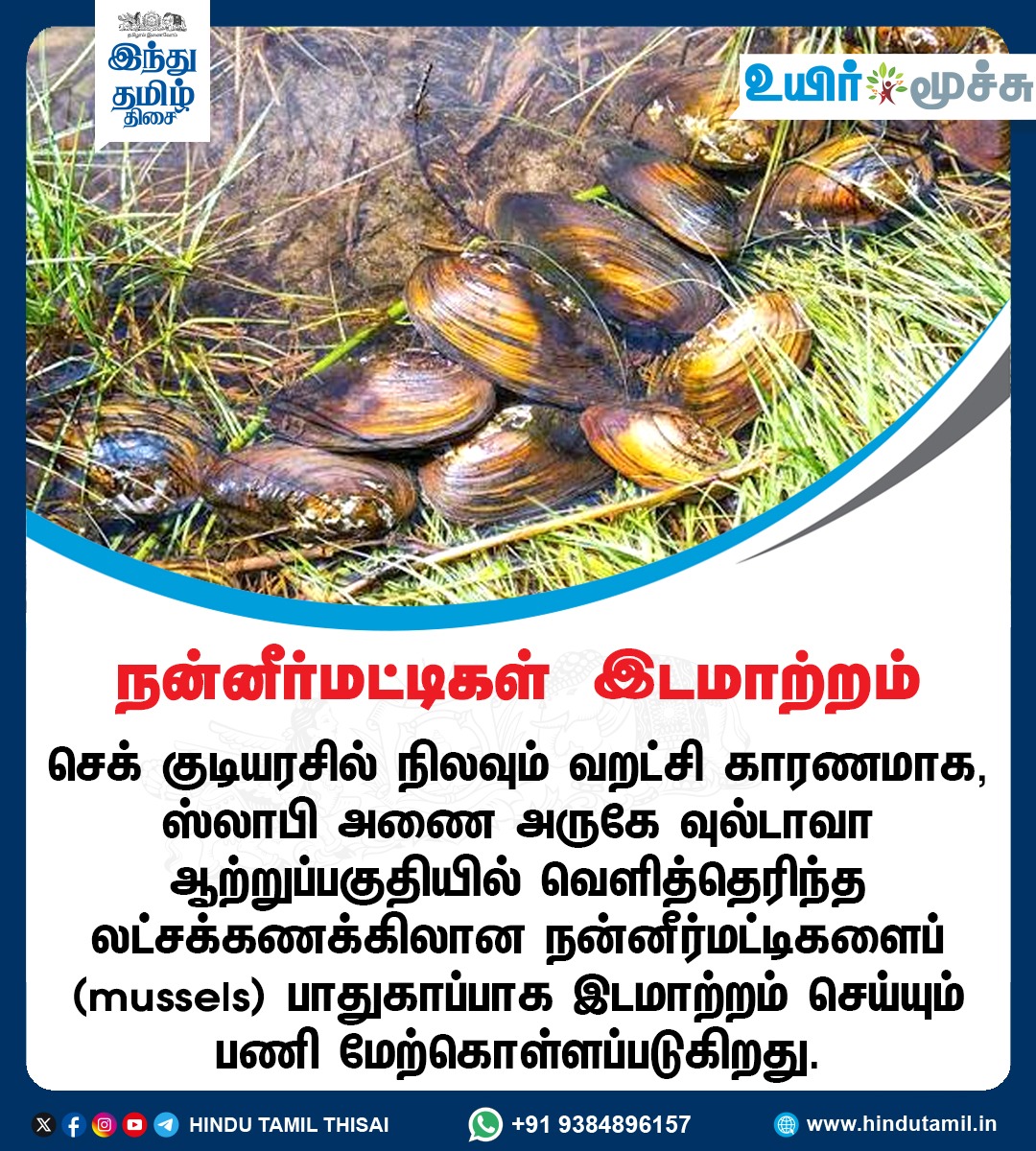 TamilTheHindu's tweet photo. நன்னீர்மட்டிகள் இடமாற்றம்
#Mussels https://t.co/MoYfFW1m1c