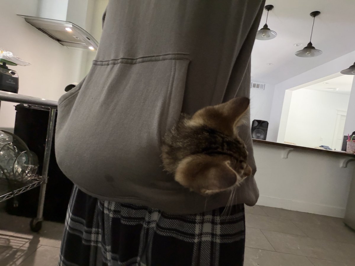 teennpunk's tweet photo. kitty in da pocket https://t.co/GGsrHybXc9