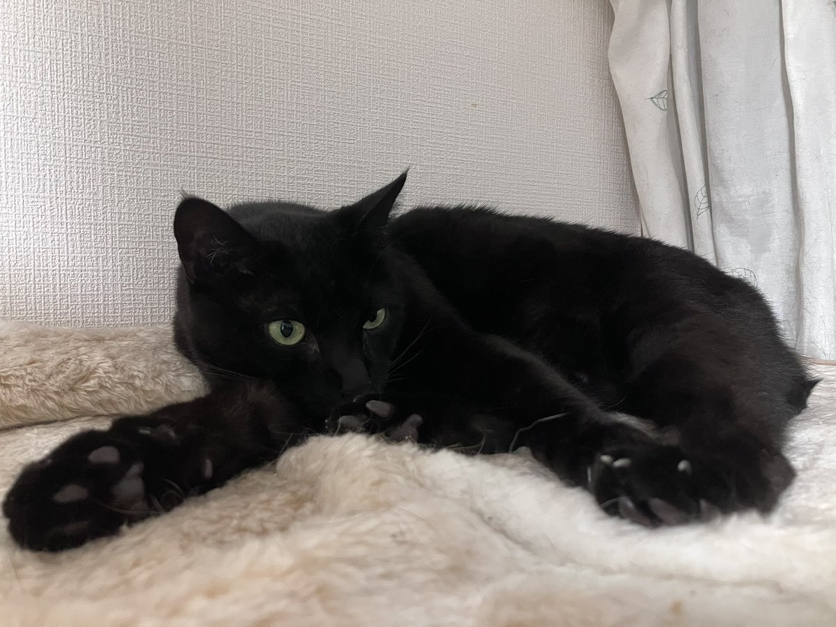ZUOOEN2896's tweet photo. ナイトはカラー外してご機嫌☺️

#茶トラ猫🐈
#黒猫🐈‍⬛
#猫のいる暮らし
#猫のいる幸せ https://t.co/NTllh9SQ9c