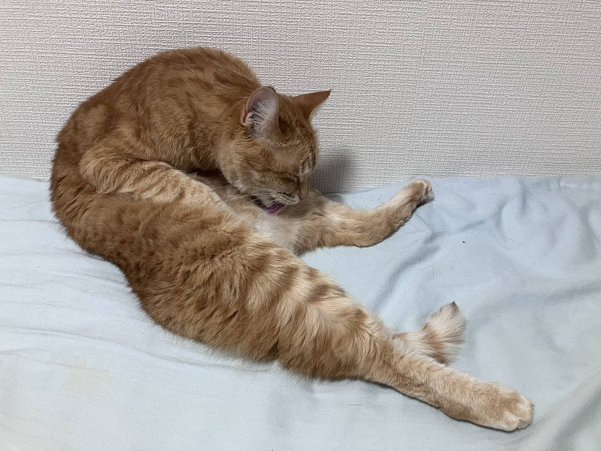 ZUOOEN2896's tweet photo. ナイトはカラー外してご機嫌☺️

#茶トラ猫🐈
#黒猫🐈‍⬛
#猫のいる暮らし
#猫のいる幸せ https://t.co/NTllh9SQ9c