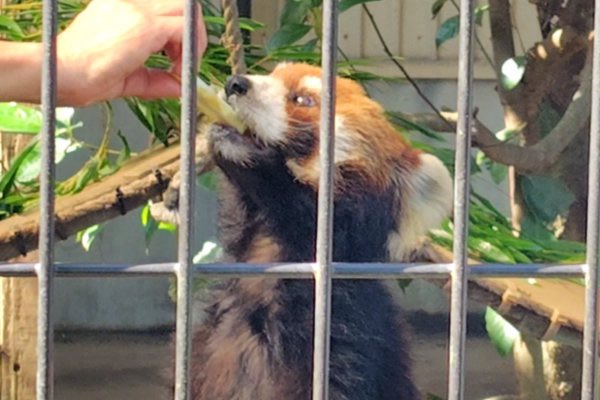 rodpanda21's tweet photo. 優花さん ❤️
1週間前は元気だったのに😢
市川市動植物園

#lesserpanda #redpanda #レッドパンダ #小熊貓 #シセンレッサーパンダ #レッサーパンダ #ソラ 
#動物 #動物園 #zoo #animal #動物写真 #動物園写真 #animalphoto #zoophoto 
#動物写真好きな人と繫がりたい 
#市川市動植物園 

🍎 https://t.co/pHKodBsobS