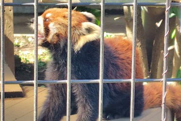 rodpanda21's tweet photo. 優花さん ❤️
1週間前は元気だったのに😢
市川市動植物園

#lesserpanda #redpanda #レッドパンダ #小熊貓 #シセンレッサーパンダ #レッサーパンダ #ソラ 
#動物 #動物園 #zoo #animal #動物写真 #動物園写真 #animalphoto #zoophoto 
#動物写真好きな人と繫がりたい 
#市川市動植物園 

🍎 https://t.co/pHKodBsobS