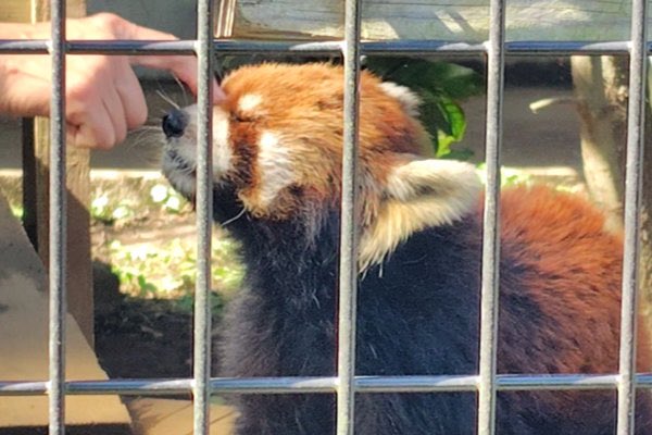rodpanda21's tweet photo. 優花さん ❤️
1週間前は元気だったのに😢
市川市動植物園

#lesserpanda #redpanda #レッドパンダ #小熊貓 #シセンレッサーパンダ #レッサーパンダ #ソラ 
#動物 #動物園 #zoo #animal #動物写真 #動物園写真 #animalphoto #zoophoto 
#動物写真好きな人と繫がりたい 
#市川市動植物園 

🍎 https://t.co/pHKodBsobS