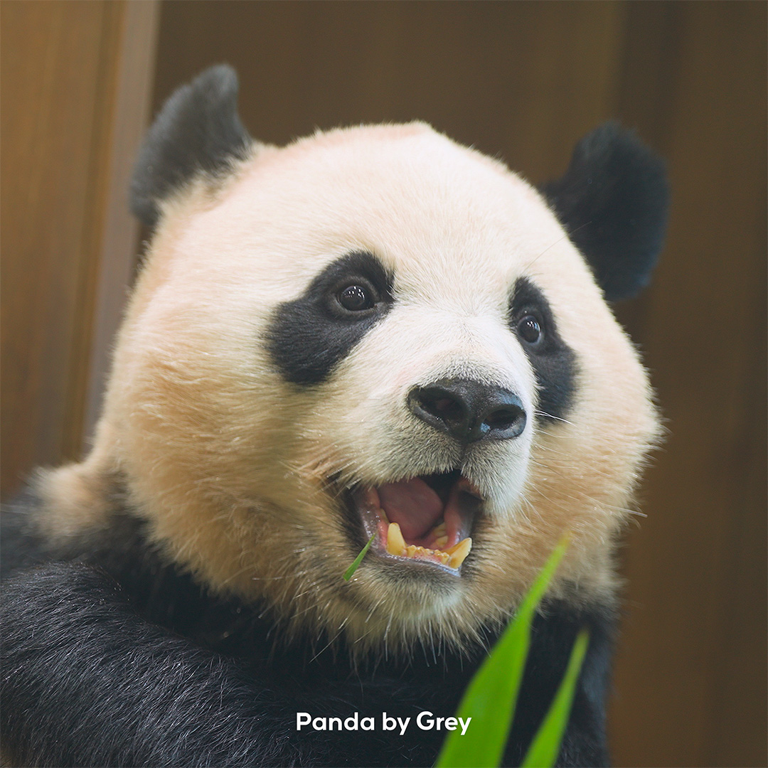 Panda_by_Grey's tweet photo. 아이바오 느낌나는 투턱 후이 예쁘죠~ 😍

[원본영상] https://t.co/5uxkqWA3ai

#루이바오 #후이바오 #ruibao #huibao #睿宝 #辉宝
@Panda_by_Grey https://t.co/lqeKxFvSKh