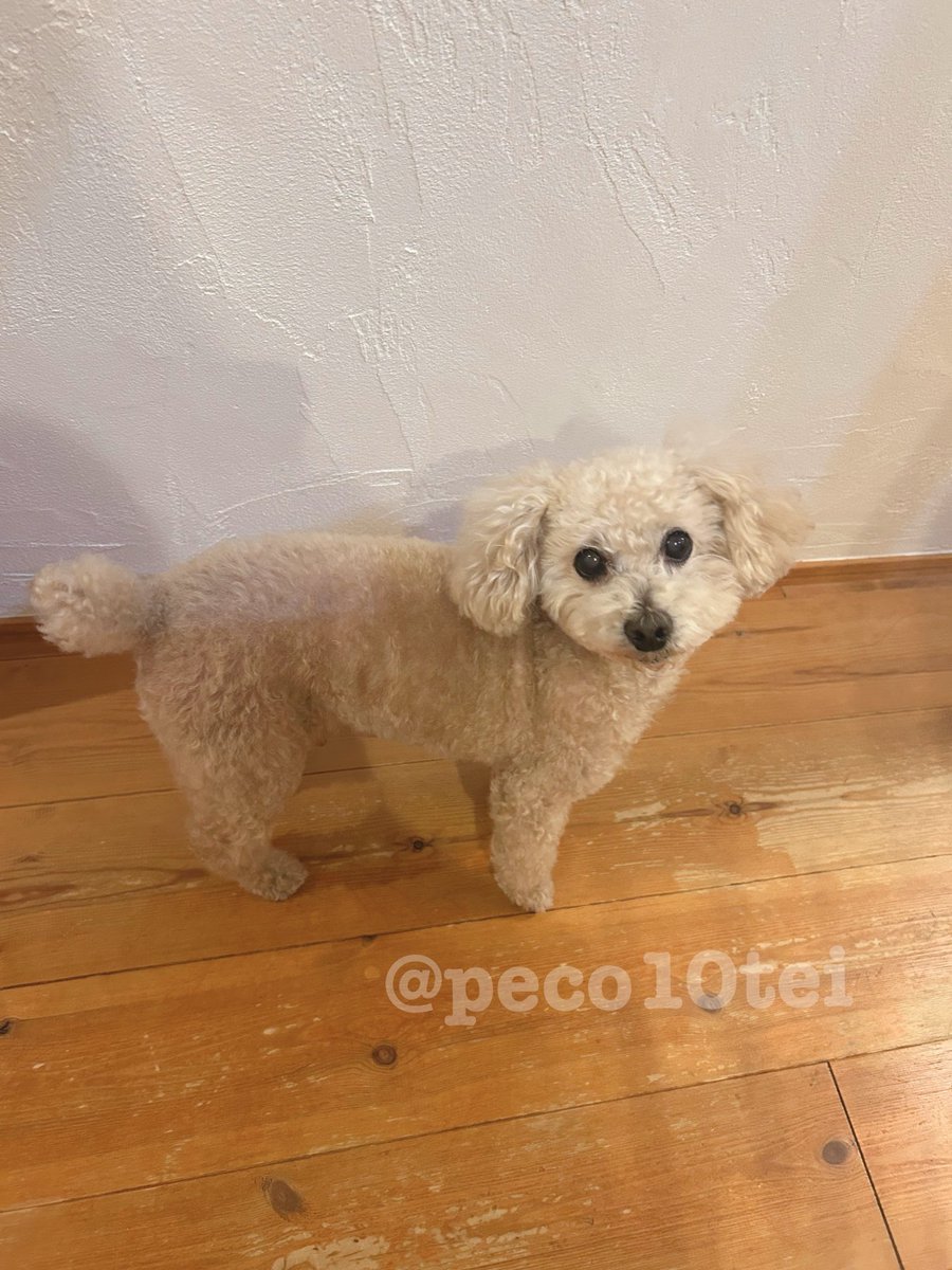peco10tei's tweet photo. 我が家が着々とペットショップ化してきております😂わんこ(10歳)、貰ったり捕まえたりなヒラタクワガタにコクワガタ、川で捕まえて飼育3年目のカワムツ？そして、本日小3息子待望のイモリちゃんをお迎えしました🤪🦎 https://t.co/ABfOHz0yYC