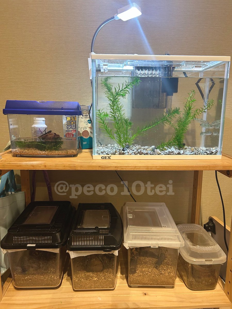 peco10tei's tweet photo. 我が家が着々とペットショップ化してきております😂わんこ(10歳)、貰ったり捕まえたりなヒラタクワガタにコクワガタ、川で捕まえて飼育3年目のカワムツ？そして、本日小3息子待望のイモリちゃんをお迎えしました🤪🦎 https://t.co/ABfOHz0yYC