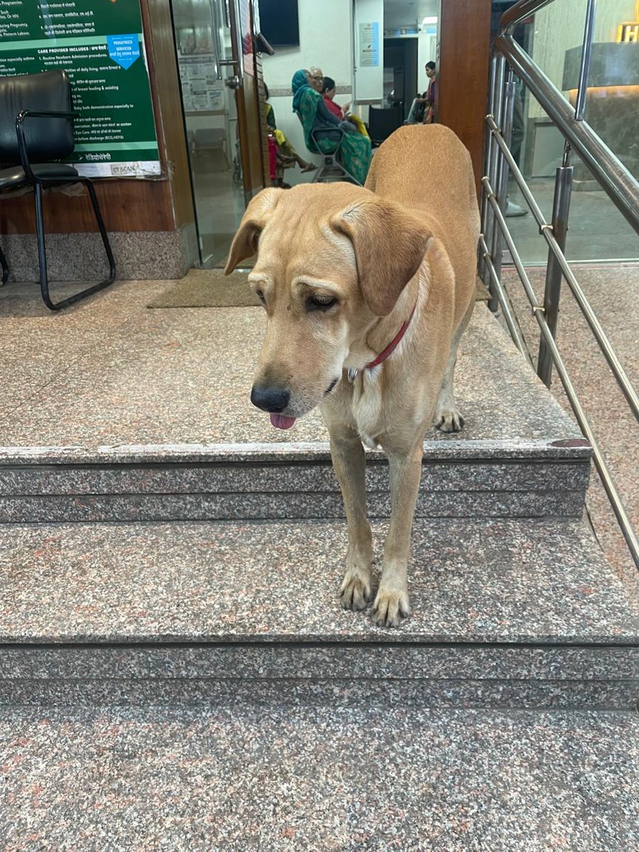 kaalicharan's tweet photo. Sterilised male dog needs a home in Indore.

He lived at RK Hospital but was relocated after repeatedly entering the OT &amp; X-ray room. He is now at Jasraj Animal Shelter and needs a loving home.

📞 Punit: 9109376360

Please share. https://t.co/XPSqTjOr0H