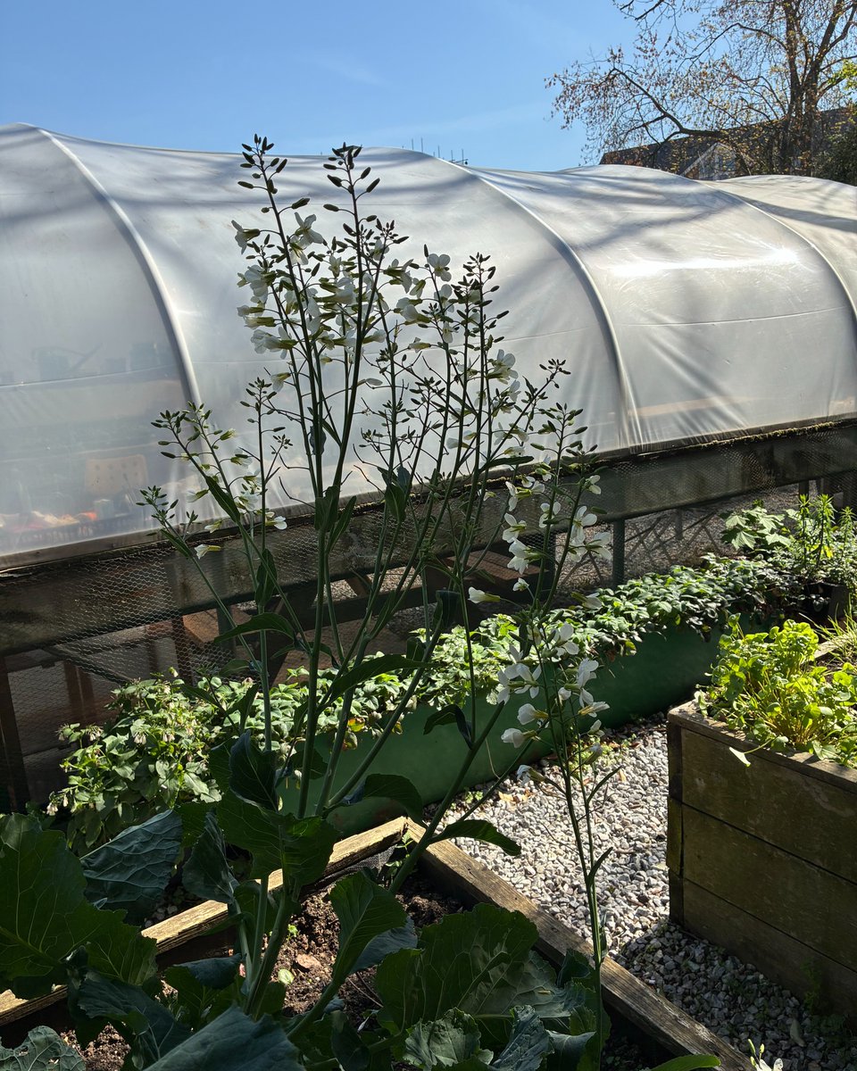 TelmaCaley1z's tweet photo. We’re thrilled that PolyTunnel will be featured in BBC Live Lessons with Tayshan. Make sure to watch it. https://t.co/RqlurVBaKG