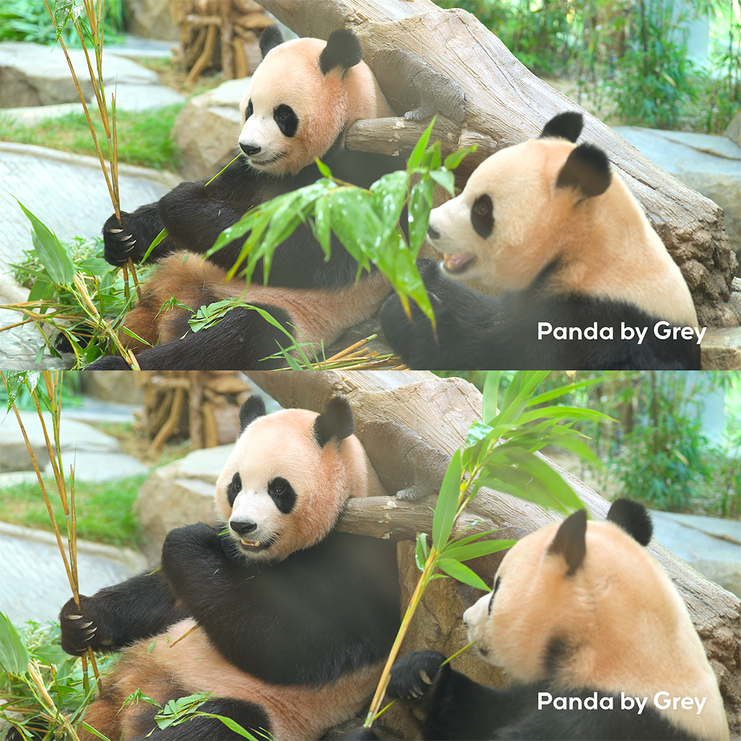 Panda_by_Grey's tweet photo. 함께 있을 때 더 빛이 나는 우애좋은 루이후이 💜🩷

[원본영상] https://t.co/5uxkqWA3ai

#루이바오 #후이바오 #ruibao #huibao #睿宝 #辉宝
@Panda_by_Grey https://t.co/gtyU9Hdcws