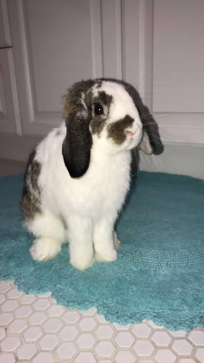 pxequin's tweet photo. HAPPPPY NATIONAL BUNNY DAY!!!!!!!!!!!!! LET EVERYBUNNY KNOW HOW HAPPY YOU ARE TO HAVE THEM AROUND TODAY!!!!! MAKE TODAY AN AWESOME NATIONAL BUNNY DAY!!!!!!  💝💝💝💝💝💝🐇🐇🐇🐇🐇🐇🐇🐇 https://t.co/9SUGG60lm4