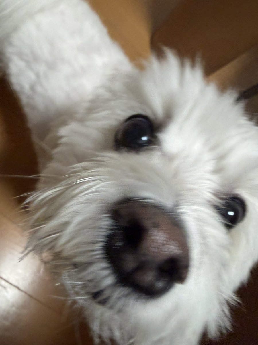 yasuomi8403's tweet photo. うちの犬🐶

嫌な事あってもキミにいつも癒されてるよ🥺

ありがとう😭 https://t.co/kBRhYIDFiH