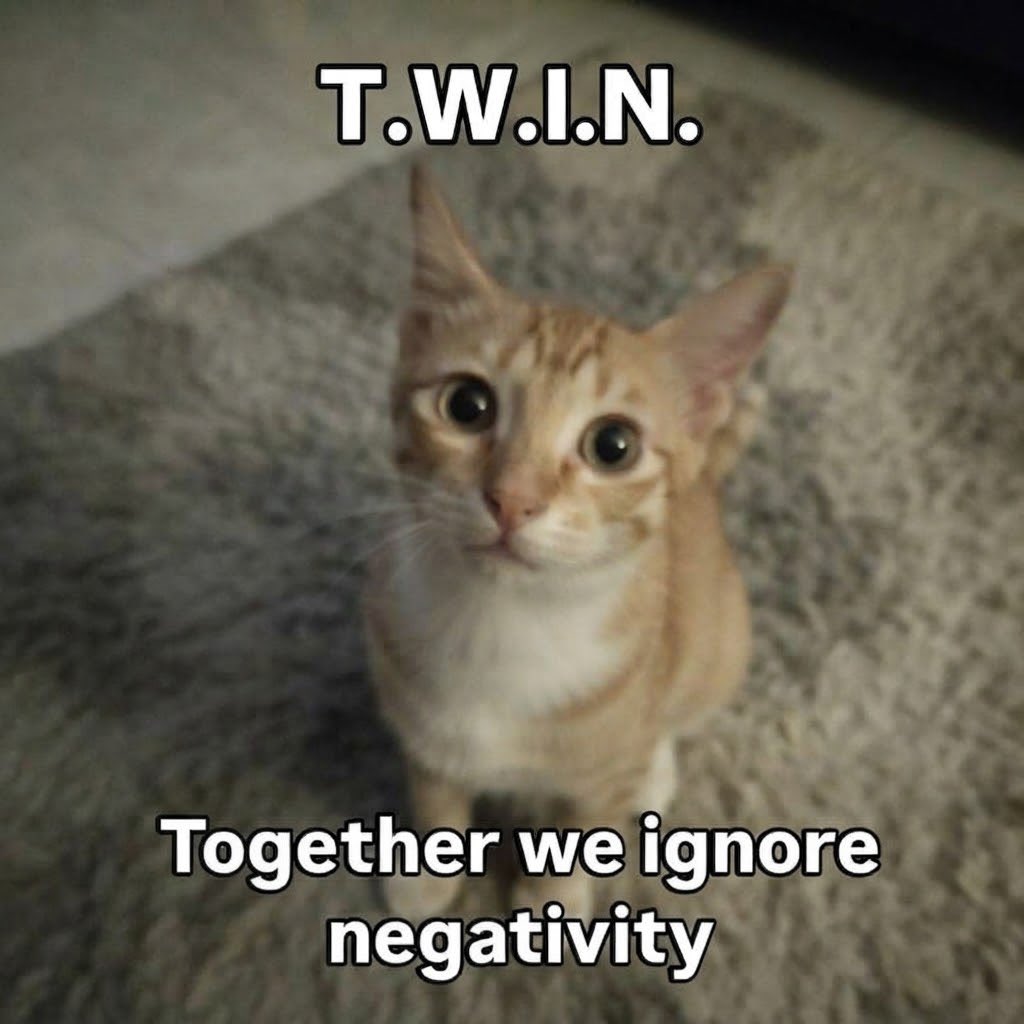 sillymeow4u's tweet photo. https://t.co/ZRan9oiUqk