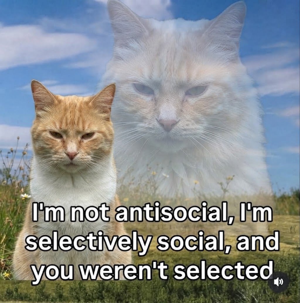 sillymeow4u's tweet photo. https://t.co/Ol3Eimyzbi
