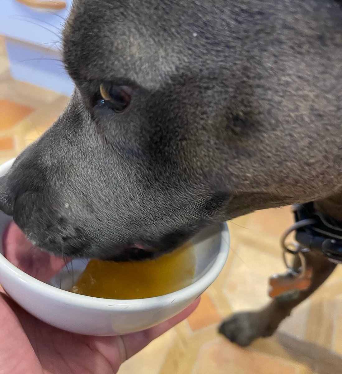 ErleneTrefbk's tweet photo. Loving this doggy jelly by Scoop Dog. It’s the perfect treat for a hot summer day! https://t.co/55CYkyHLIi