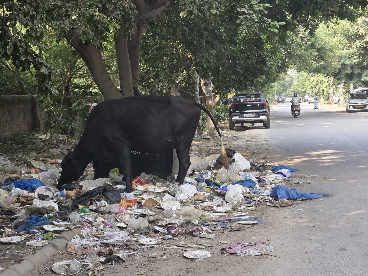 RWAGURUGRAM's tweet photo. No way . Ward 8  (zone 2) Gurugram  is far far  worse. 

Gurugram cannot become a world-class city with MCG’s slum-class sanitation management 😂

MCG has repeatedly proved it is simply not competent to manage sanitation in planned colonies. 

Sector 9A has gone two months without regular sweeping and still no solution in sight. 
When it comes to sanitation there is ZERO supervision and unlimited excuses.
The only thing MCG can do is the conversion of planned colonies into slums.

What is this and why is this here?
@MunCorpGurugram 
@OfficialGMDA 
@cmohry 
@NayabSainiBJP 
@Rao_InderjitS 
@RaoNarbir 
@bjparchanagupta 
@ArtiSinghRao 
@ulbharyana 
@moefcc 
@MoHUA_India 
@MoHFW_INDIA 
@HspcbN 
@SwachhBharatGov 
@SwaachBharat 
@SwachSurvekshan 
@VipulGoelBJP .