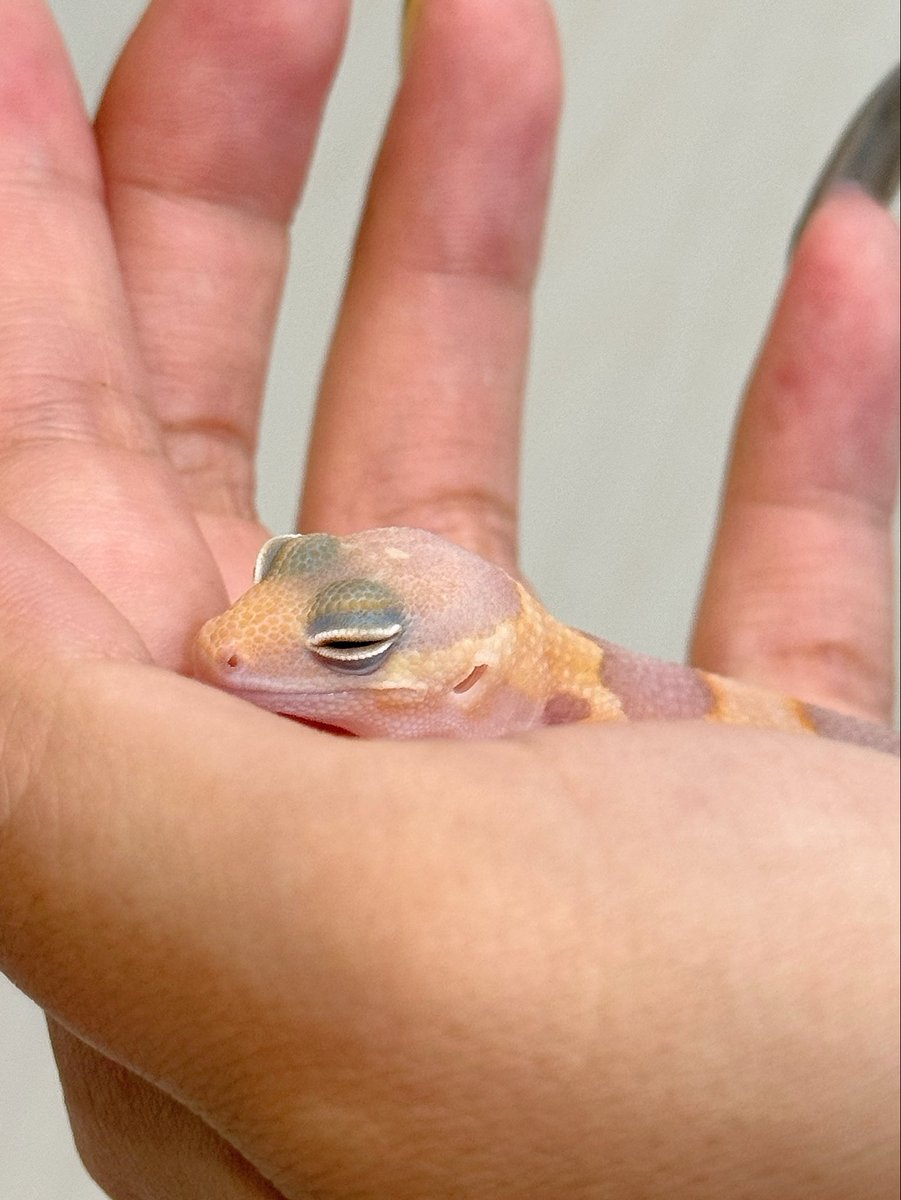 nkzrop's tweet photo. 実は9/20のコウレプでお迎えしてました

ニシアフのおチビちゃんズ。

ファットテールさんにて、
オレオズールーhetゴーストの『ミュール』
アメルhetスノーの『ミエル』

でーす！よろしくお願いします https://t.co/pYfr0hqEdB