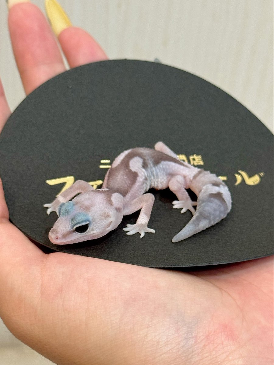 nkzrop's tweet photo. 実は9/20のコウレプでお迎えしてました

ニシアフのおチビちゃんズ。

ファットテールさんにて、
オレオズールーhetゴーストの『ミュール』
アメルhetスノーの『ミエル』

でーす！よろしくお願いします https://t.co/pYfr0hqEdB